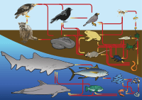 A terrestrial and aquatic food web