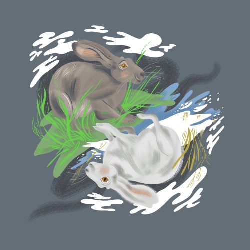 A summer and winter morph of a white-tailed prairie hare, like a yin and yang